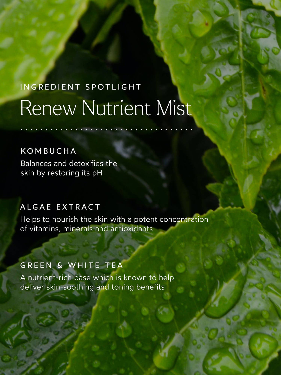 Renew Nutrient Mist: Full Size (1.7 fl oz | 50 ml) - The Look and Co